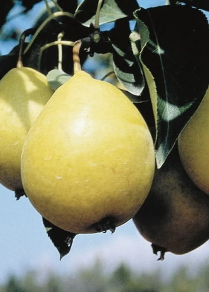 Early Gold Pear - Pyrus x 'Early Gold' from EC Browns Nursery