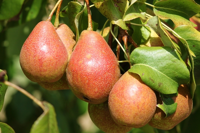 Luscious Pear - Pyrus x 'Luscious' from EC Browns Nursery
