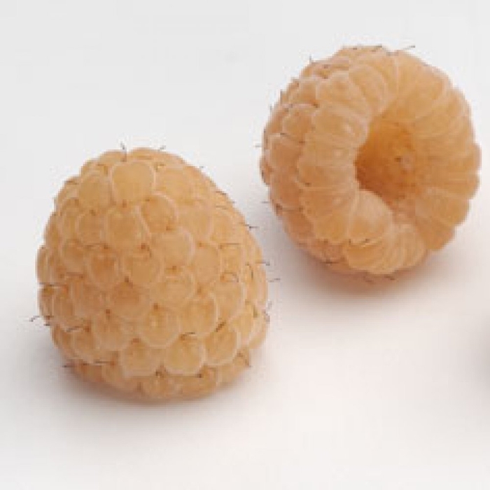 Anne Raspberry - Rubus 'Anne' from EC Browns Nursery