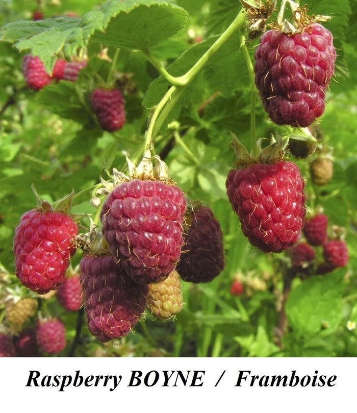 Boyne Raspberry - Rubus 'Borne' from EC Browns Nursery