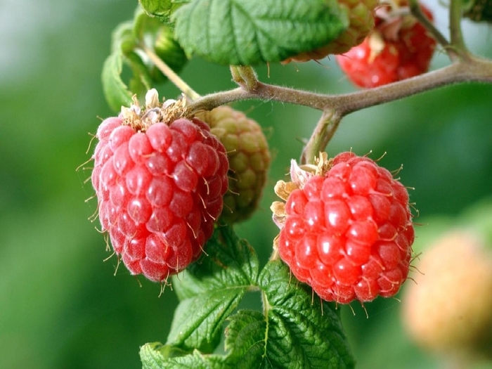 Heritage Raspberry - Rubus 'Heritage' from EC Browns Nursery