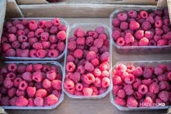 Polana Raspberry - Rubus 'Polana from EC Browns Nursery