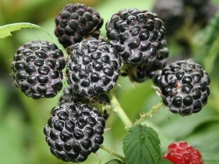 Black Raspberry - Rubus occidentalis 'Jewel' from EC Browns Nursery