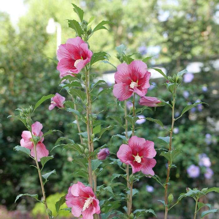Red Pillar&reg; Rose of Sharon - Hibiscus syriacus from EC Browns Nursery