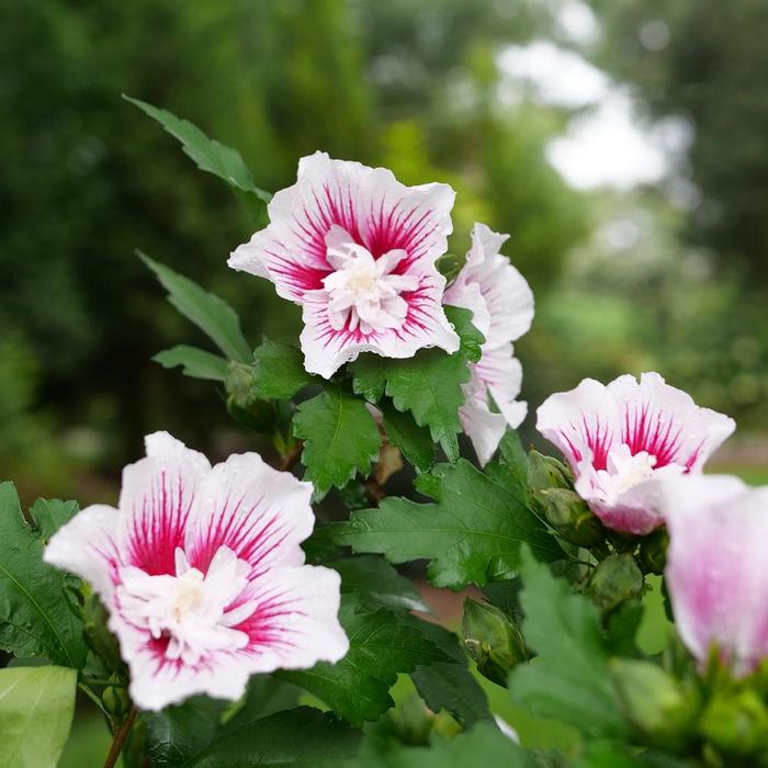 Starblast Chiffon&trade; Rose Mallow - Hibiscus syriacus from EC Browns Nursery