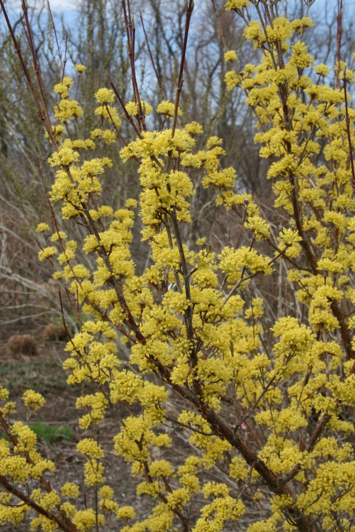Kintoki Flowering Dogwood - Cornus officinalis 'Kintoki' from EC Browns Nursery