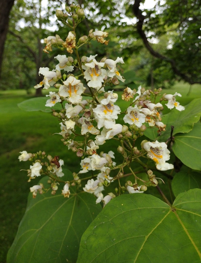Purple Leaf Catalpa - Catalpa x erubescens 'Purpurea' from EC Browns Nursery