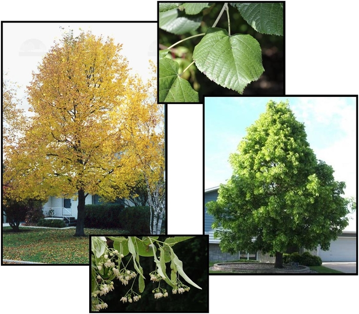 American Sentry Linden - Tilia americana ''American Sentry'' from EC Browns Nursery