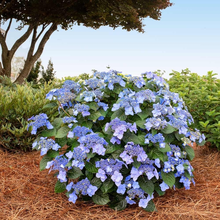 Pop Star Re-Blooming Hydrangea - Hydrangea ENDLESS SUMMER ''Pop Star'' from EC Browns Nursery