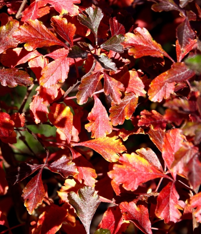 Cut Leaf Fragrant Sumac - Rhus aromatica 'Lacette' from EC Browns Nursery