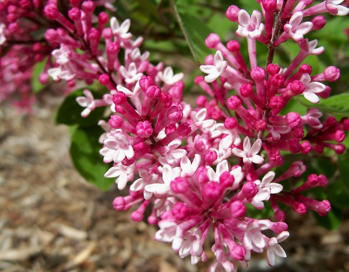 Tinkerbelle Lilac - Syringa 'Tinkerbelle' from EC Browns Nursery