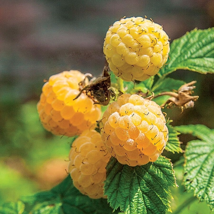 Fall Gold Raspberry - Rubus x 'Fall Gold' from EC Browns Nursery
