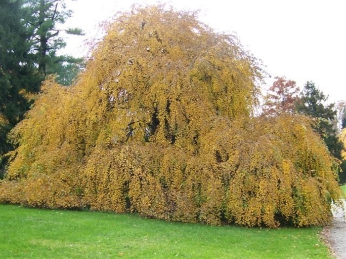 Amazing Grace Weeping Katsura Tree - Cercidiphyllum japonicum 'Amazing Grace' from EC Browns Nursery