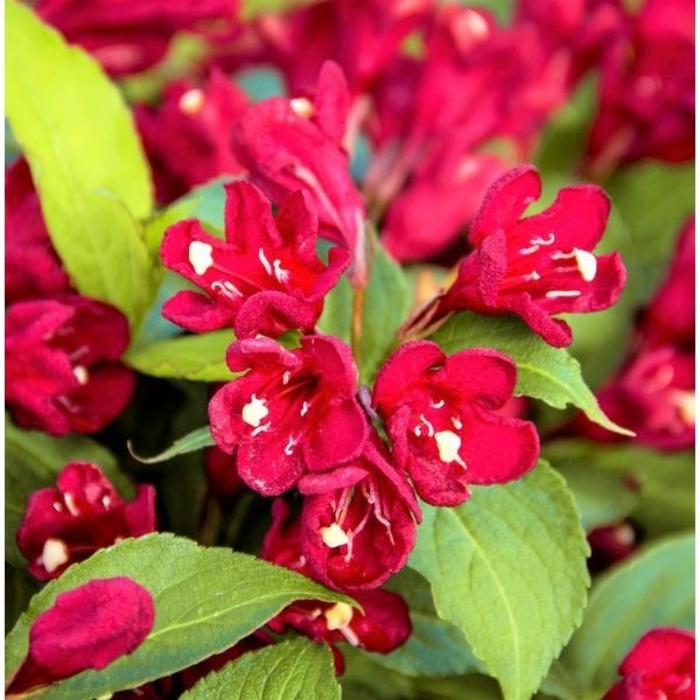 Maroon Swoon Weigela - Weigela x floridus 'Maroon Swoon' from EC Browns Nursery