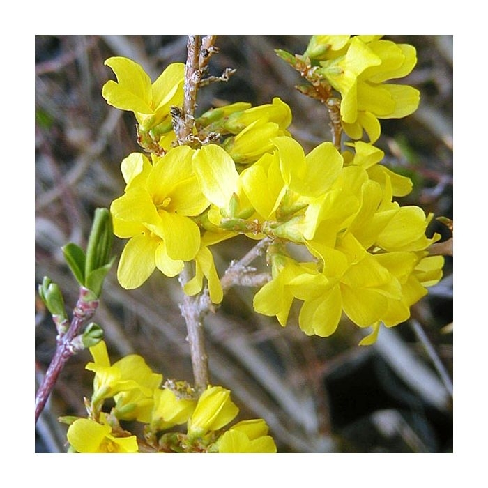 Vermont Sun Forsythia - Forsythia x mandschurica 'VT Sun' from EC Browns Nursery
