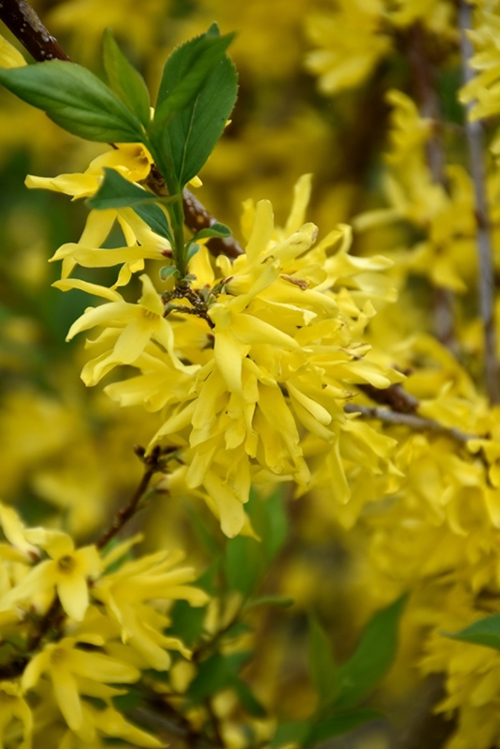 New Hampshire Gold Forsythia - Forsythia x 'New Hampshire Gold' from EC Browns Nursery