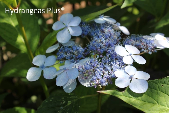 Blue Bird MT Hydrangea - Hydrangea serrata 'Blue Bird' from EC Browns Nursery