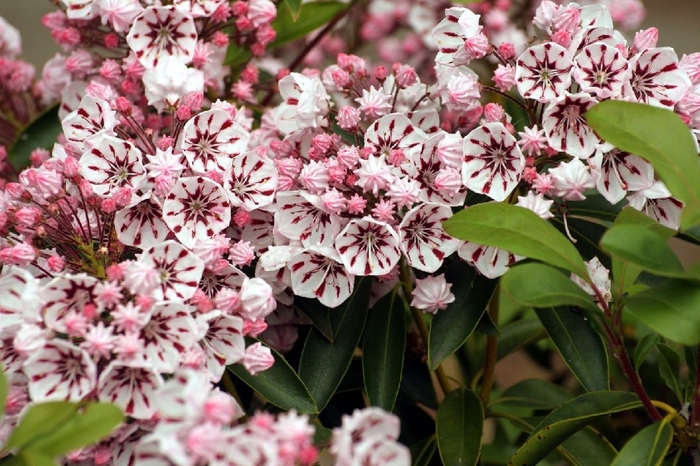 Elf Dwarf Mountain Laurel - Kalmia latifolia 'Elf' from EC Browns Nursery