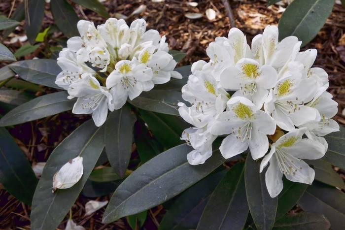 Ball of Snow Rhododendron - Rhododendron ''Boule de Neige'' from EC Browns Nursery