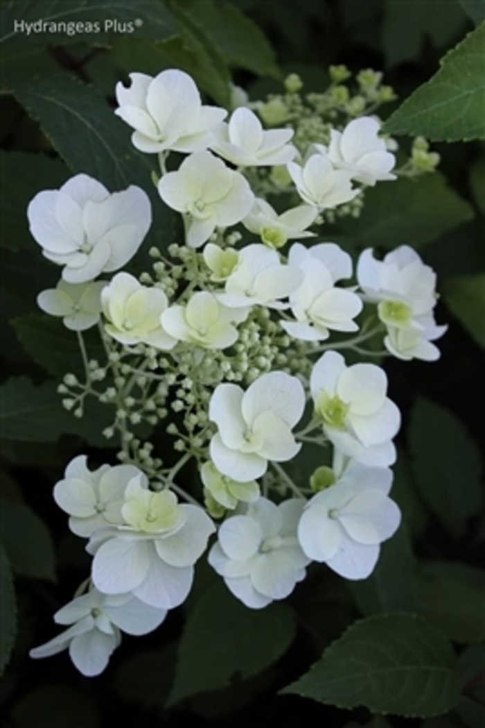 White Moth Hydrangea - Hydrangea paniculata 'White Moth' from EC Browns Nursery