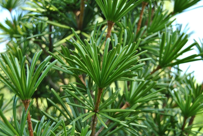 Umbrella Pine - Sciadoputys verticillata from EC Browns Nursery