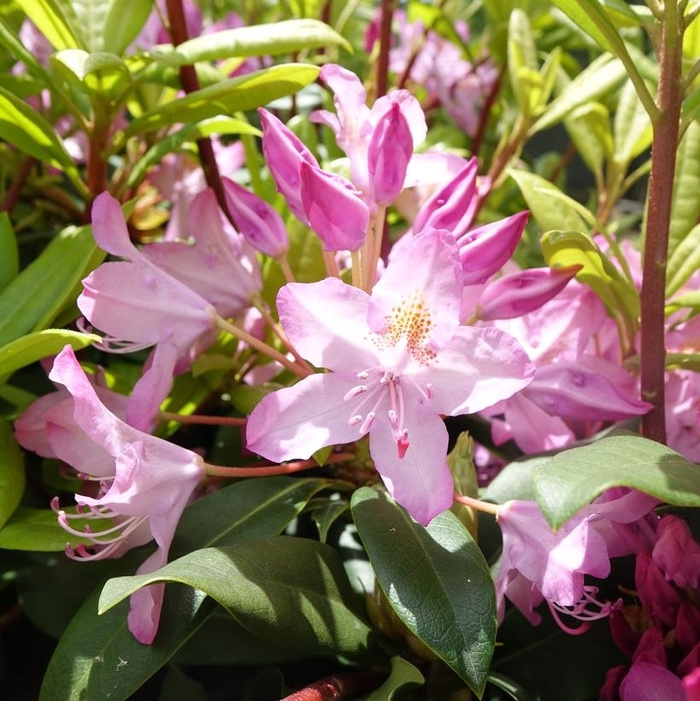 Independence Rosebay Rhododendron - Rhododendron maximum from EC Browns Nursery