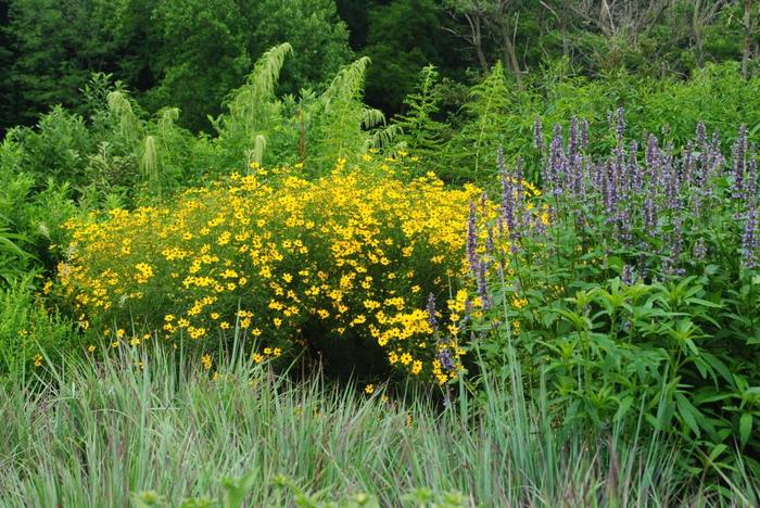 'Gilded Lace' Tickseed - Coreopsis from EC Browns Nursery