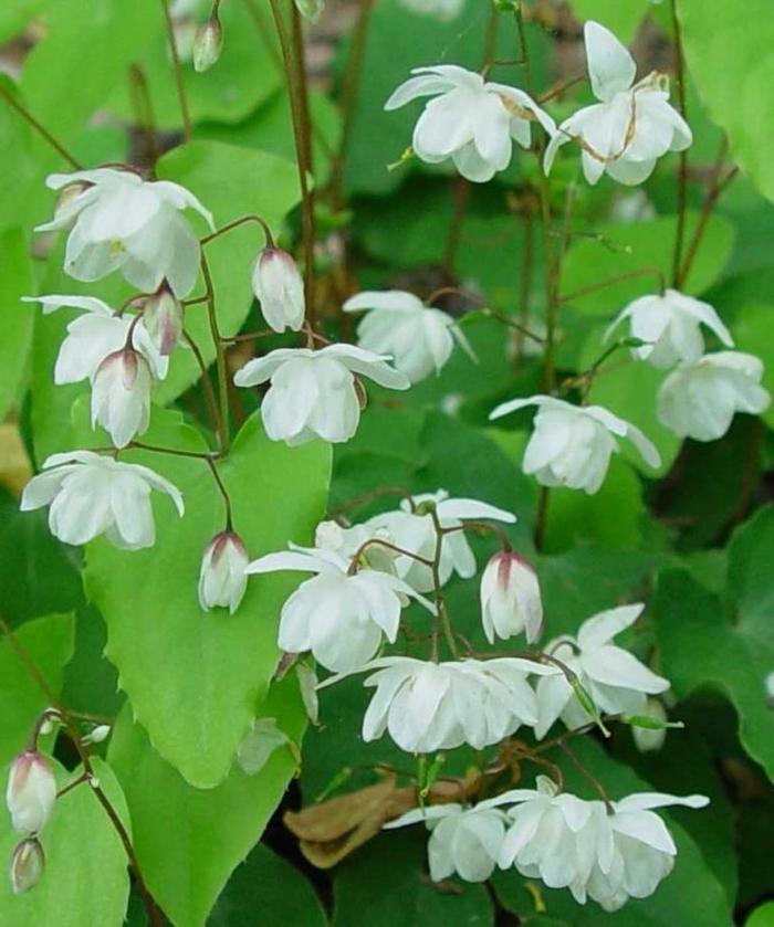 'Alabaster&trade;' Barrenwort - Epimedium from EC Browns Nursery