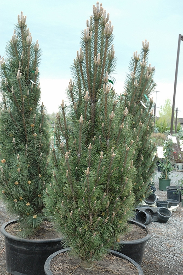 Clanbrassiliana Stricta Norway Spruce - Picea abies 'Clanbrassiliana Stricta' (Norway Spruce) from EC Browns Nursery