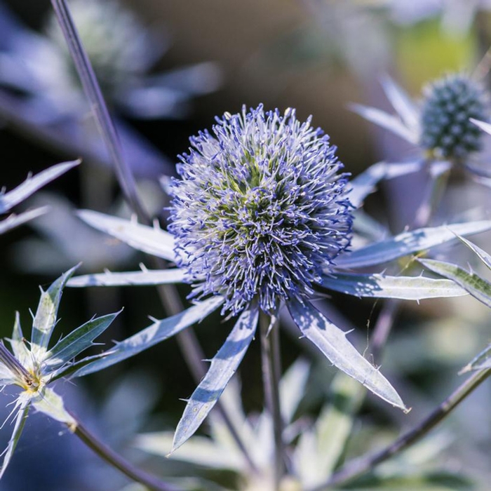 Blue Hobbit Blue Sea Holly - Eryngium planum 'Blue Hobbit' (Blue Sea Holly) from EC Browns Nursery