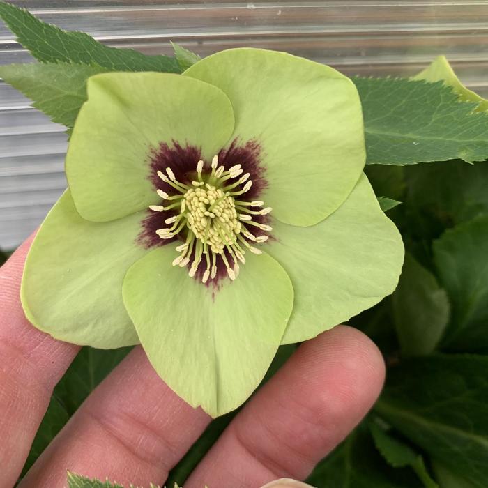 Honeymoon&reg; 'Irish Luck' - Helleborus (Lenten Rose) from EC Browns Nursery