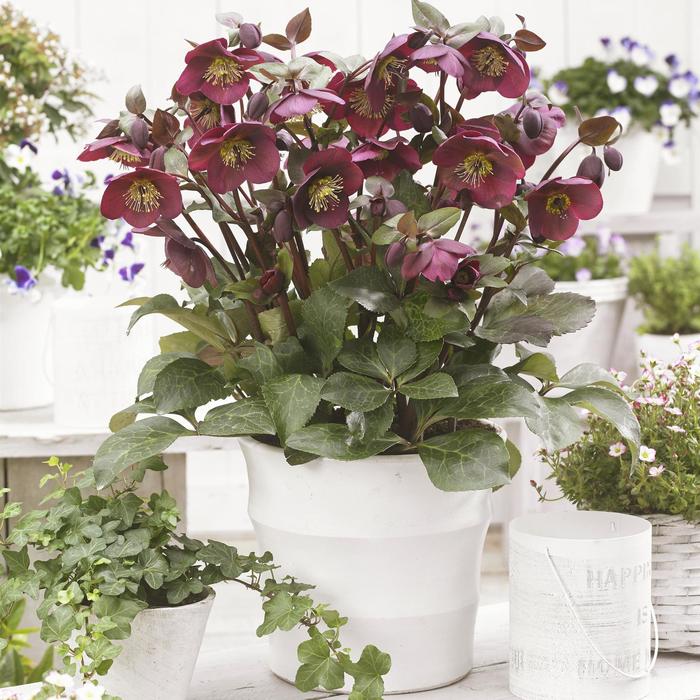 Frostkiss&reg; 'Anna's Red' - Helleborus (Lenten Rose) from EC Browns Nursery