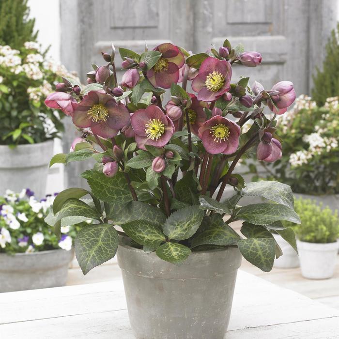 Frostkiss&reg; 'Pippa's Purple&reg;' - Helleborus (Lenten Rose) from EC Browns Nursery