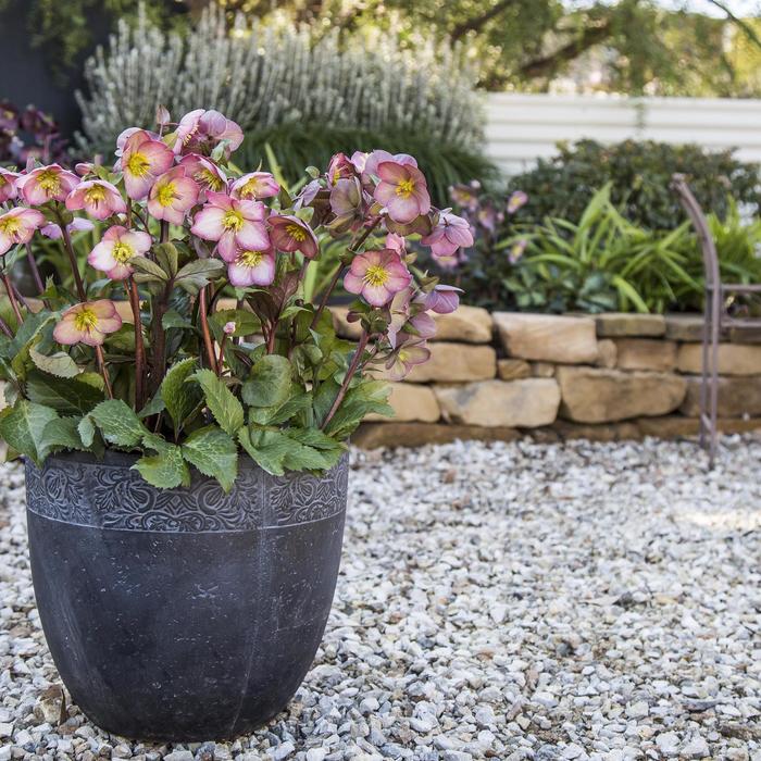 Frostkiss&reg; 'Cheryl's Shine' - Helleborus (Lenten Rose) from EC Browns Nursery