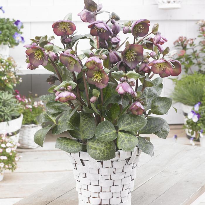 Frostkiss&reg; 'Dana's Dulcet' - Helleborus (Lenten Rose) from EC Browns Nursery