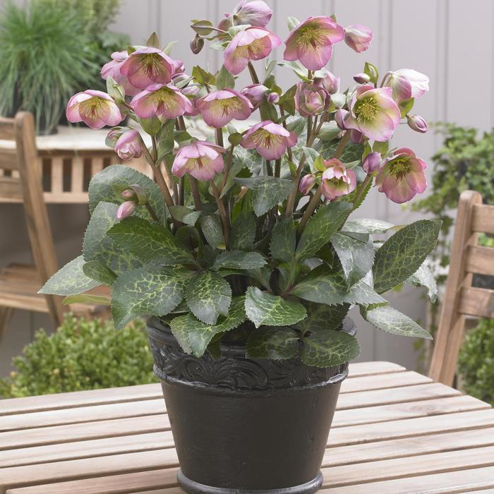 Frostkiss&reg; 'Dorothy's Dawn&trade;' - Helleborus (Lenten Rose) from EC Browns Nursery