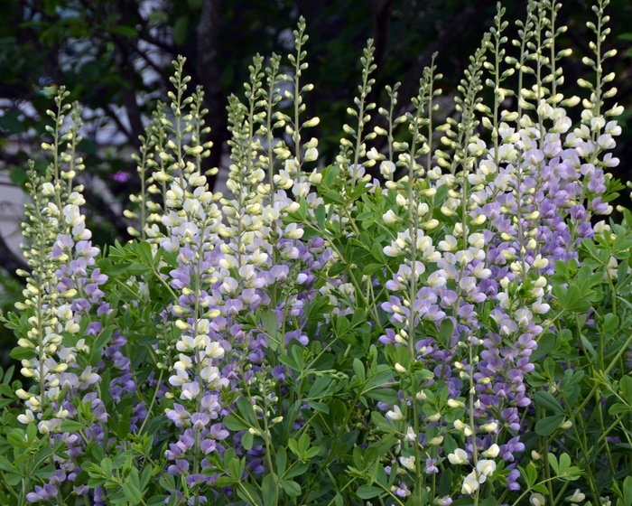 Prairieblues&trade; Lunar Eclipse - Baptisia 'Lunar Eclipse' PP25875 (False Indigo) from EC Browns Nursery