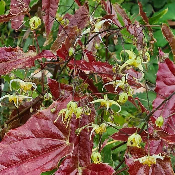 Spine Tingler Barrenwort - Epimedium ssp. nova 'Spine Tingler' (Barrenwort) from EC Browns Nursery