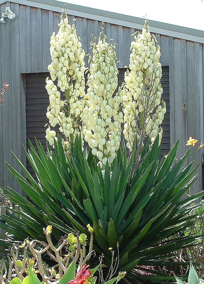 Ivory Tower Yucca - Yucca filamentosa 'Ivory Tower' (Yucca) from EC Browns Nursery