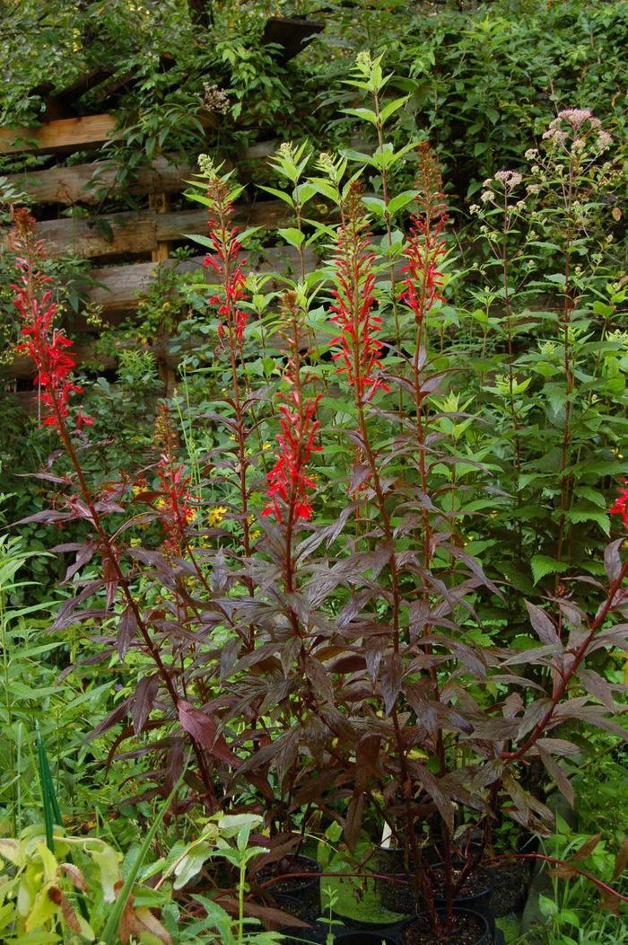 'Black Truffle' - Lobelia cardinalis 'Black Truffle' PP25687 from EC Browns Nursery