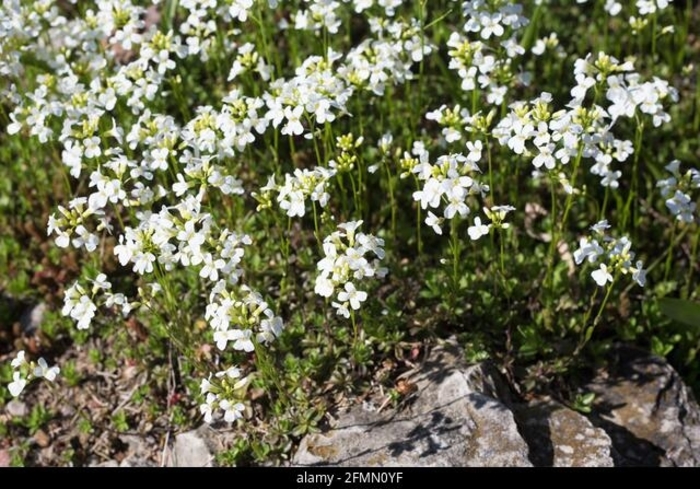 Dwarf Mountain Rockcress - Arabis sturri (Dwarf Mountain Rockcress) from EC Browns Nursery