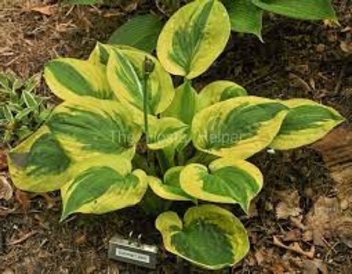 Summer Lovin Funkia, Summer Lovin Hosta - Hosta 'Summer Lovin' from EC Browns Nursery