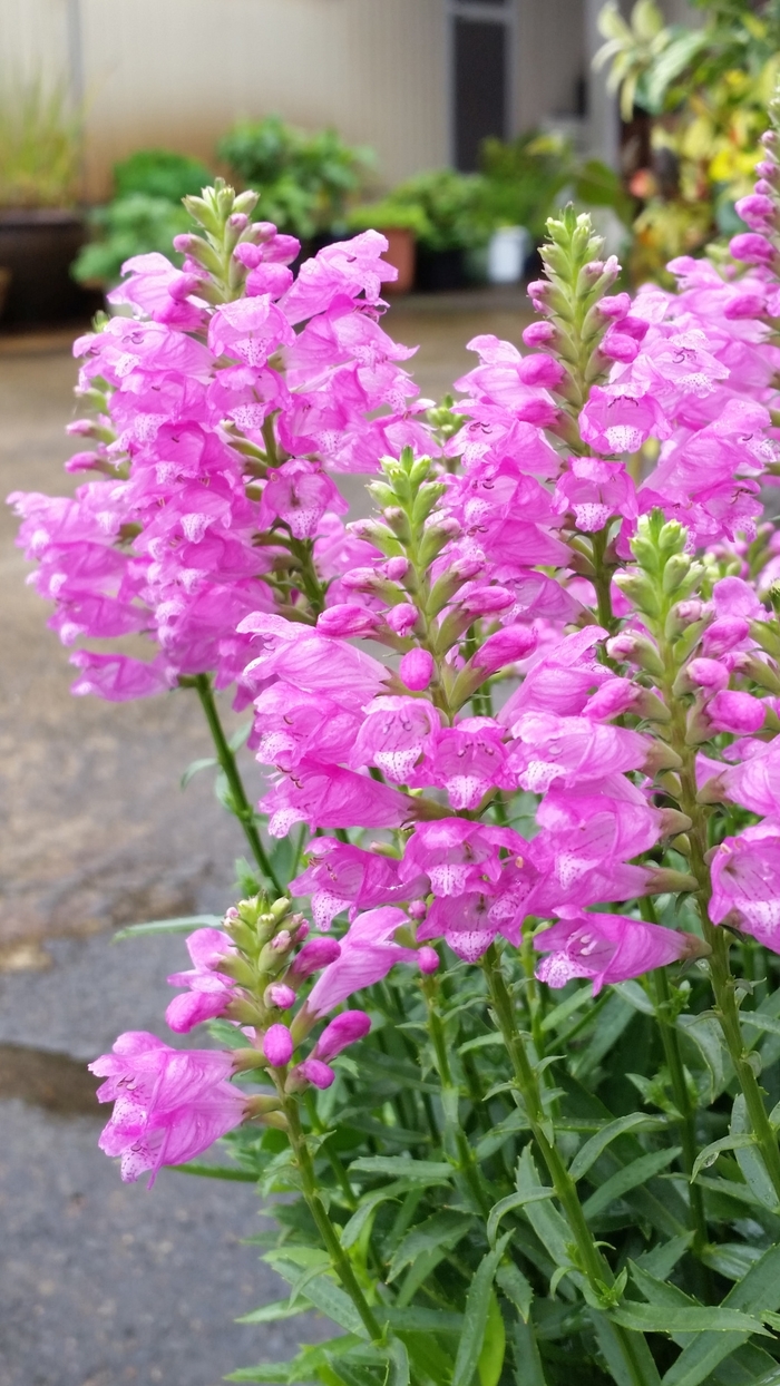 Obedient Plant - Physostegia virginiana 'Autumn Carnival from EC Browns Nursery