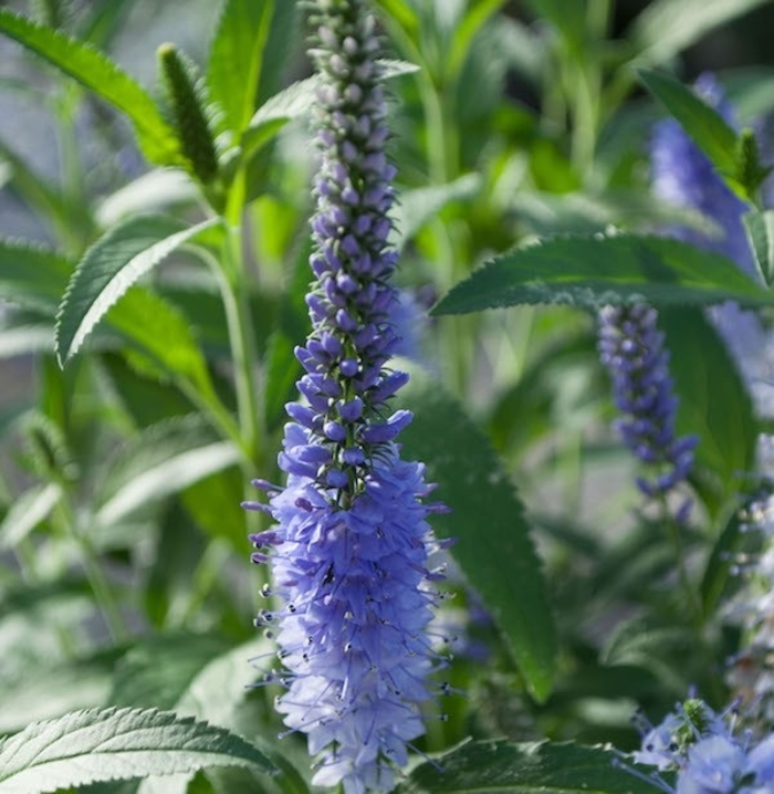 Shining Sea Veronica - Veronica longifolia VERNIQUE 'Shining Sea' from EC Browns Nursery
