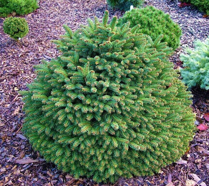 Hildburghausen Dwarf Norway Spruce - Picea abies 'Hildburghausen' (Dwarf Norway Spruce) from EC Browns Nursery
