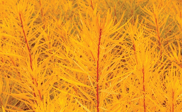 Butterscotch Bluestar - Amsonia hubrichtii 'Butterscotch' (Bluestar) from EC Browns Nursery