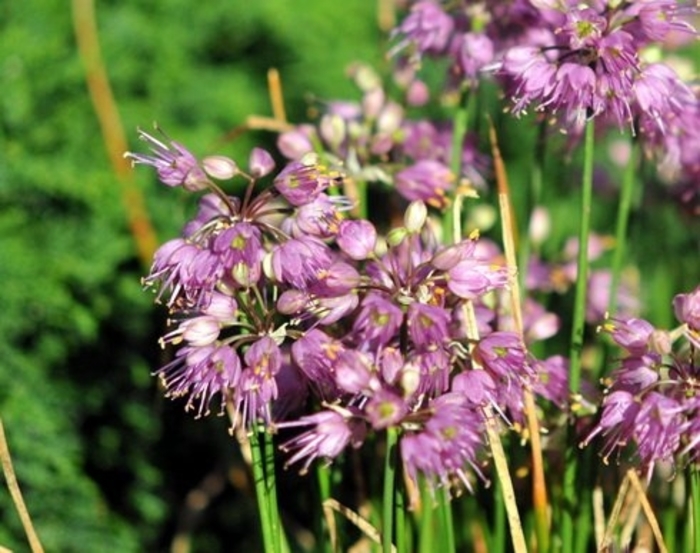 Ozawa Ornamental Onion - Allium thunbergii 'Ozawa; from EC Browns Nursery