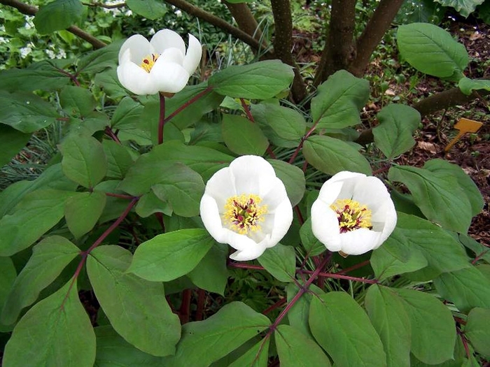 Woodland Peony - Paeonia obovata from EC Browns Nursery