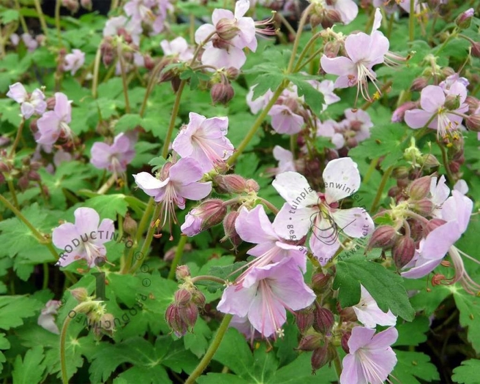Ingwersen's Variety Cranesbill - Geranium macrorrhizum 'Ingwersen's Variety' (Cranesbill) from EC Browns Nursery
