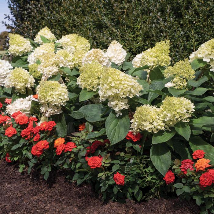 Sweet Starlight&trade; - Hydrangea paniculata from EC Browns Nursery